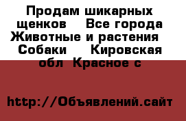 Продам шикарных щенков  - Все города Животные и растения » Собаки   . Кировская обл.,Красное с.